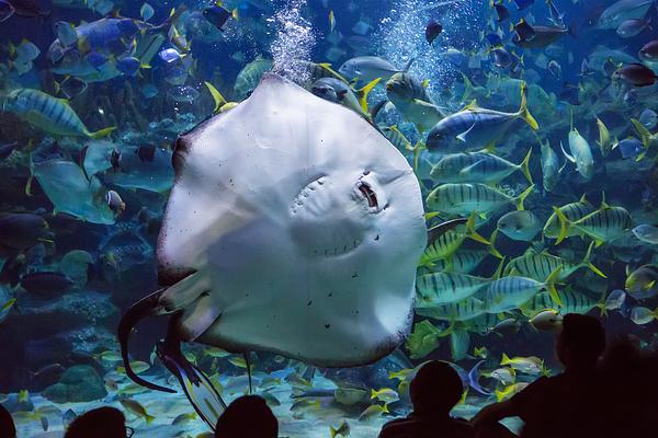 Aquarium of the Pacific