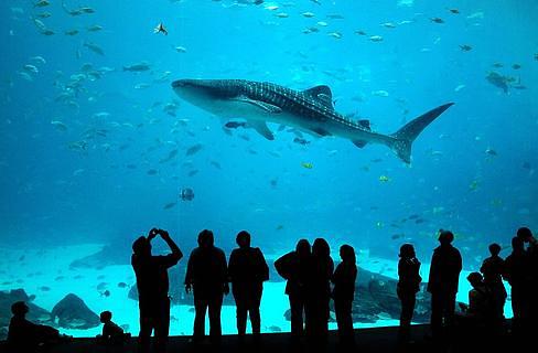 Georgia Aquarium