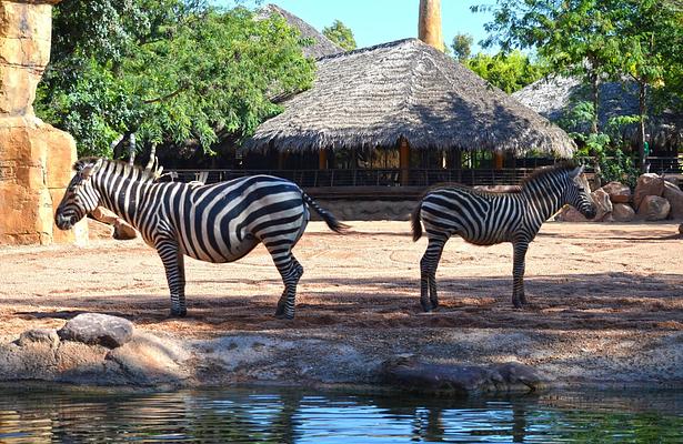 Bioparc Valencia