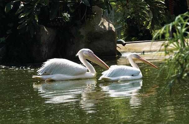 Kuala Lumpur Bird Park