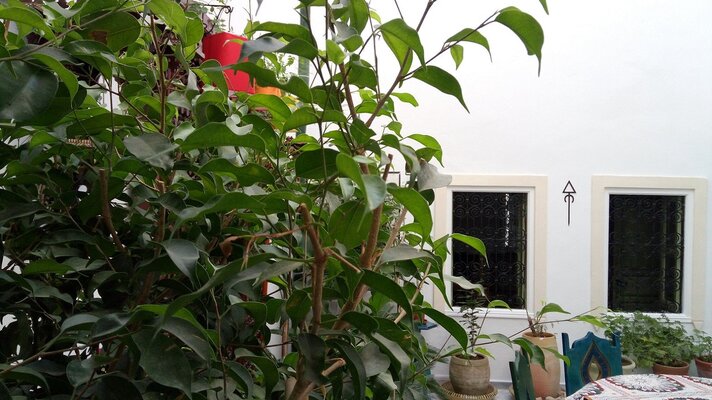 El Patio Courtyard House Tunis