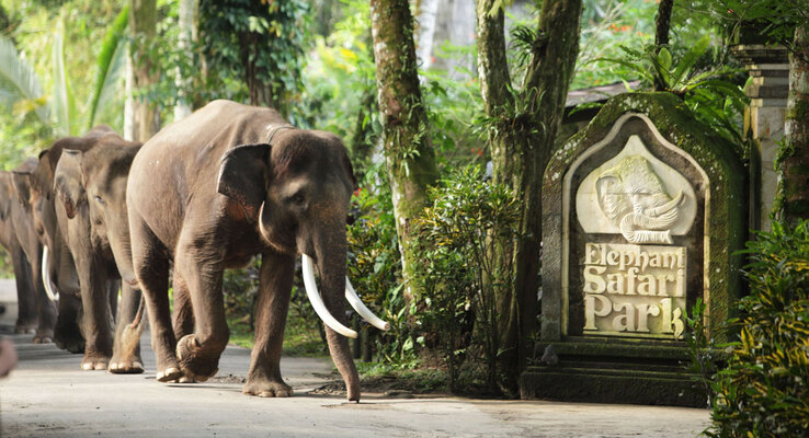 Mason Elephant Park