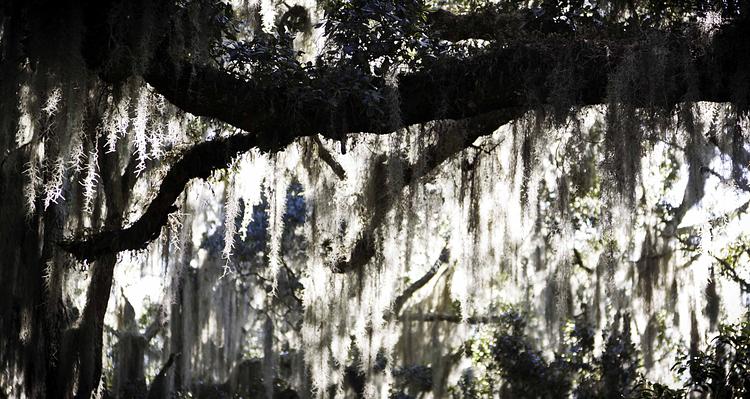 Harry P. Leu Gardens