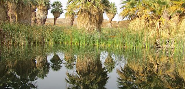 Coachella Valley Preserve