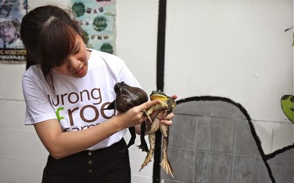 Jurong Frog Farm