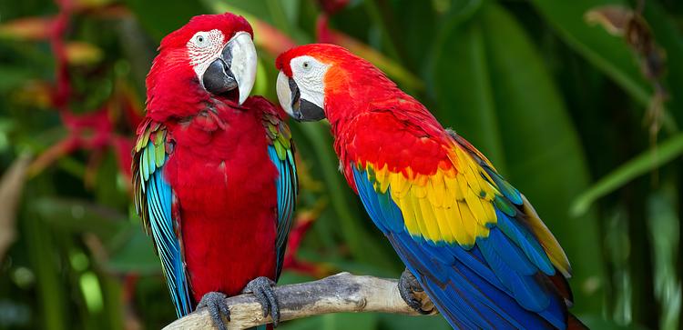 Bali Bird Park