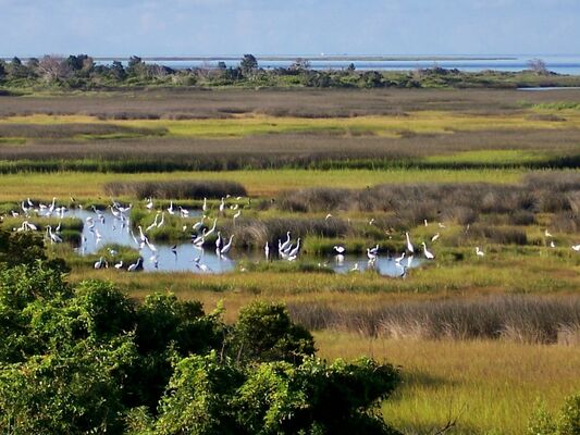 Pea Island National Wildlife Refuge