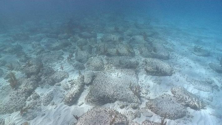 Bimini Wall