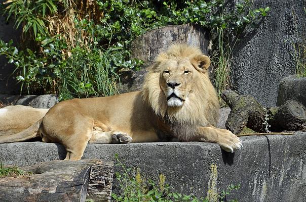 Woodland Park Zoo