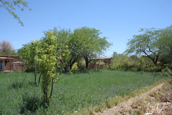 Hostal Quinta Adela