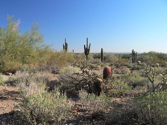 Taliesin West