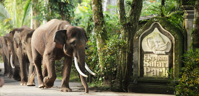 Mason Elephant Park