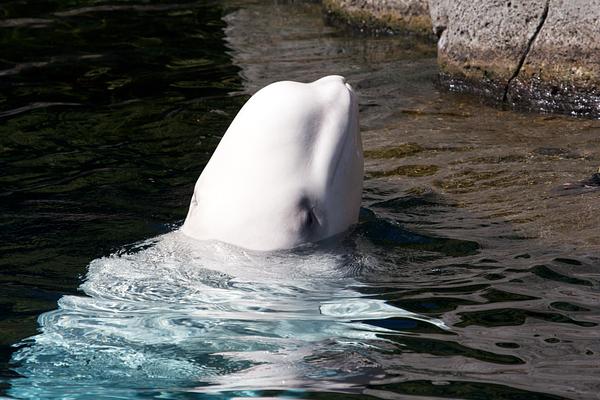 Vancouver Aquarium