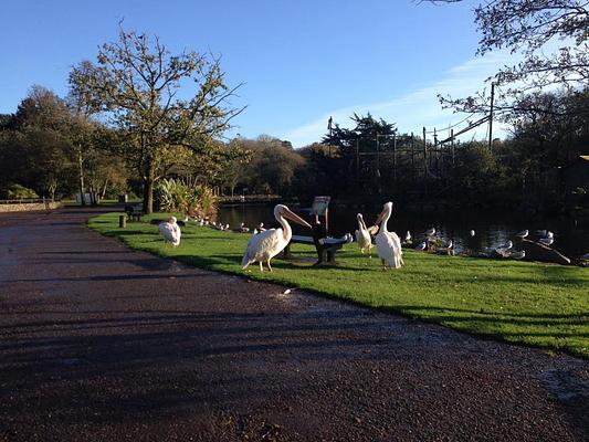 Fota Wildlife Park