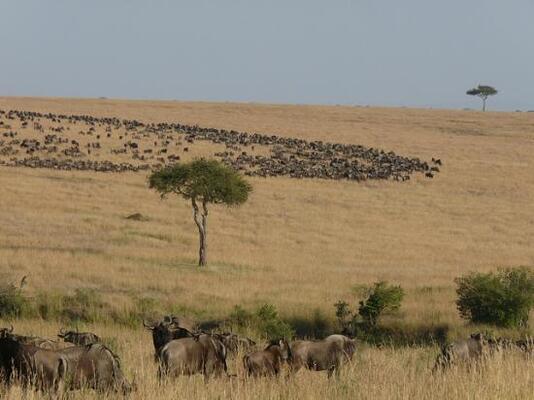 Lamai Serengeti, Nomad Tanzania