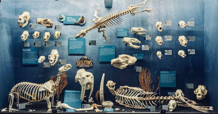 SKELETONS: Museum of Osteology