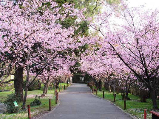 Jardin Japones
