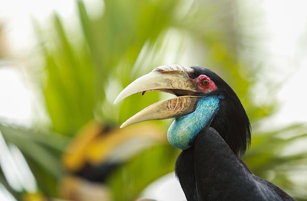 Bali Bird Park