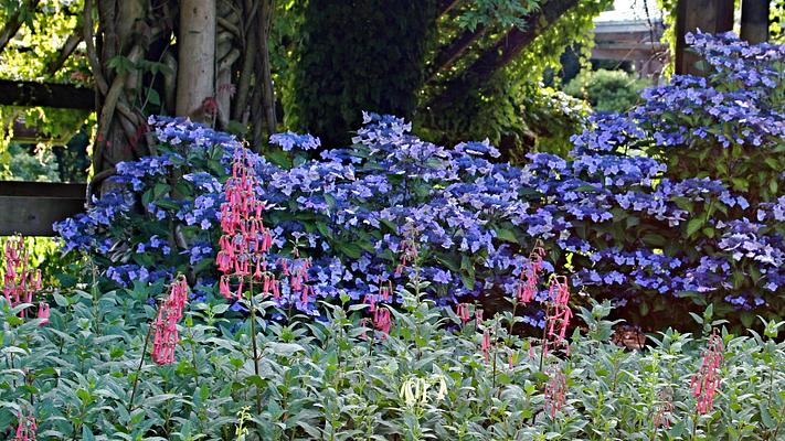 UBC Botanical Garden