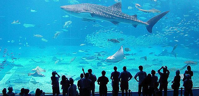 Aquarium of Genoa