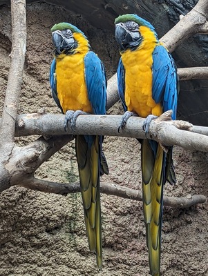 Henry Vilas Zoo