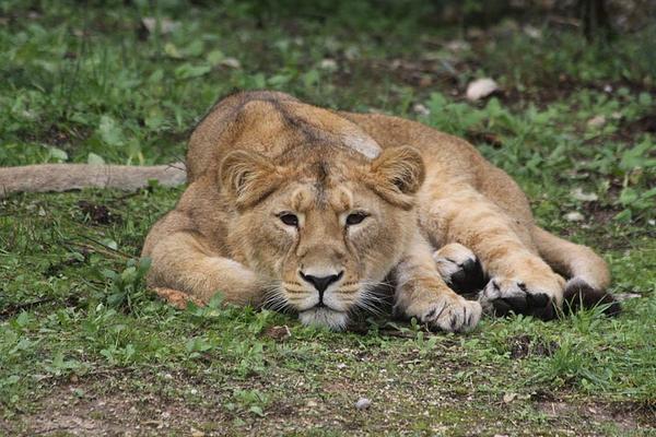 ZOO DE MONTPELLIER