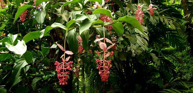 Hawaii Tropical Bioreserve and Garden