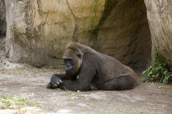 Audubon Zoo