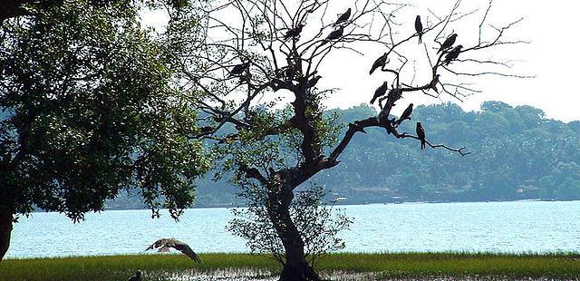 Dr. Salim Ali Bird Sanctuary