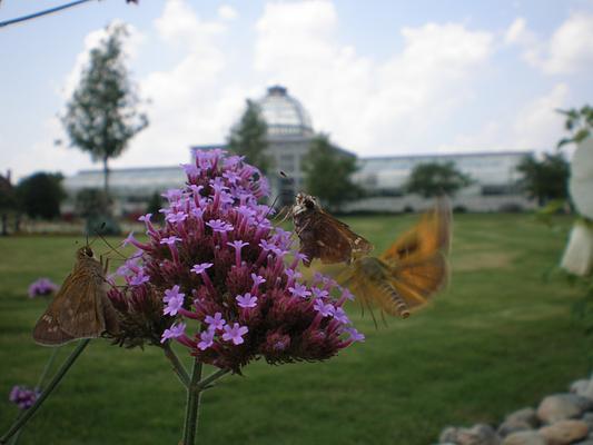 Lewis Ginter Botanical Garden