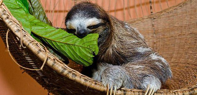 Sloth Sanctuary of Costa Rica