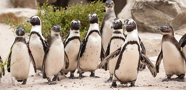 ZOO Antwerpen (Dierentuin)