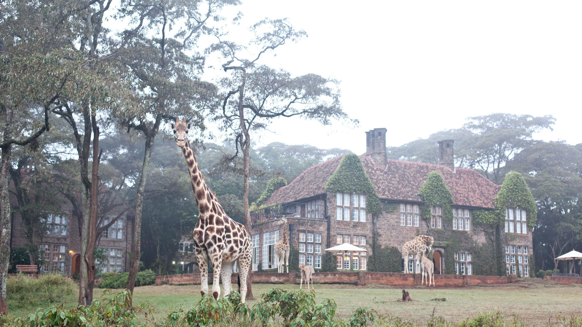 Giraffe Manor