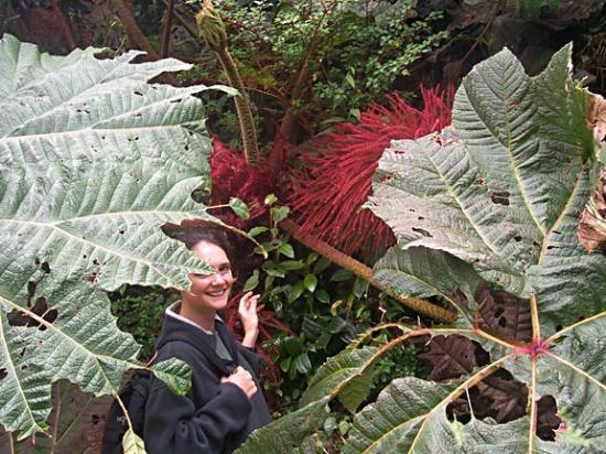 Finca Rosa Blanca Coffee Farm and Inn