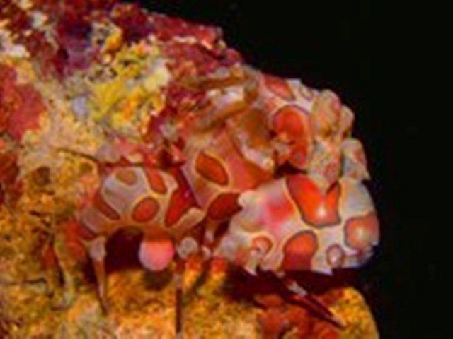 Missionary Home Mapang